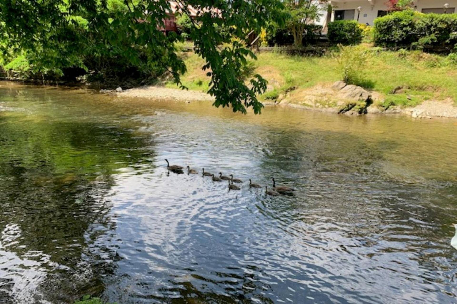 Mill Stream Cottage 鸽子谷 外观 照片